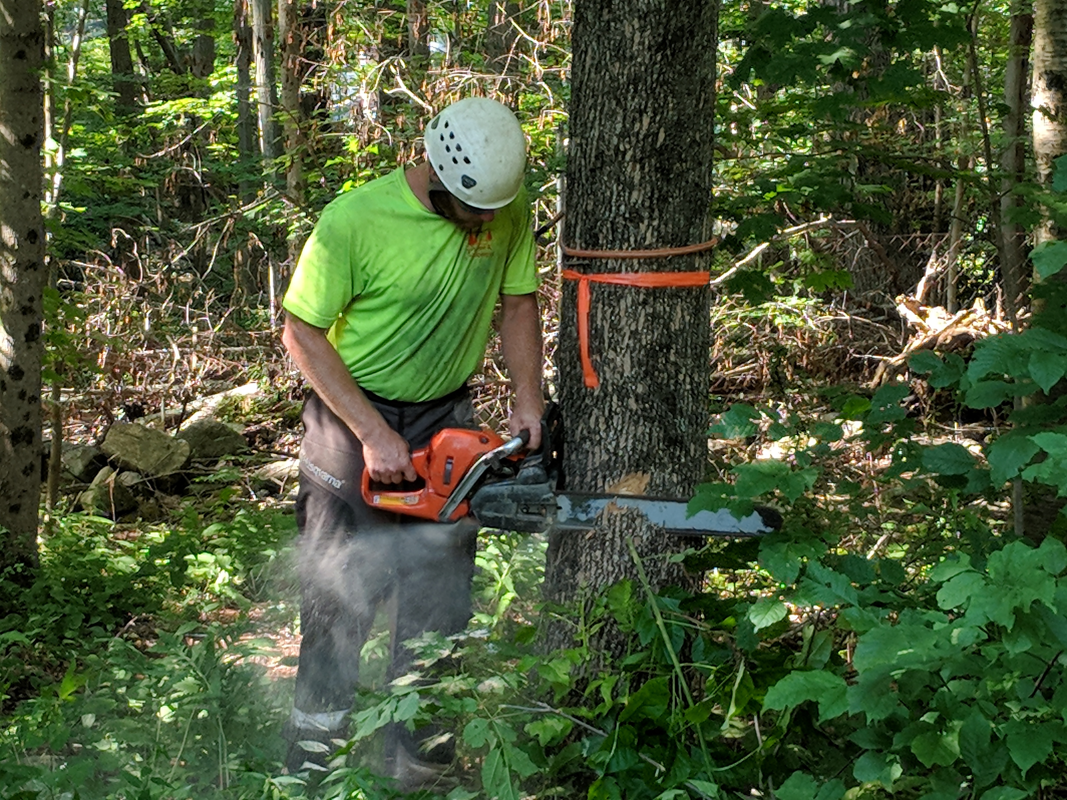 Seymour, CT | Best Tree Removal Company | Tree Service | Stump Grinding & Removal Near Me