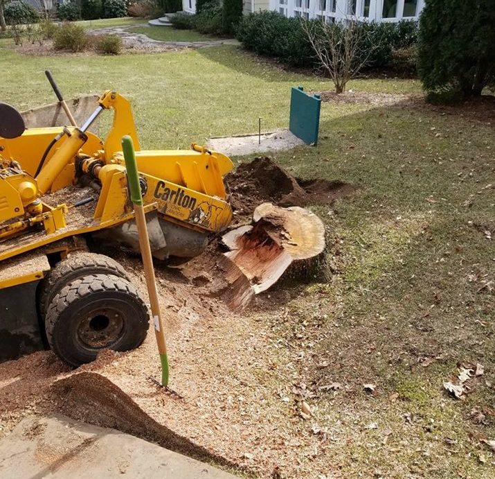 Best Stump Grinding & Removal Services in Watertown, CT