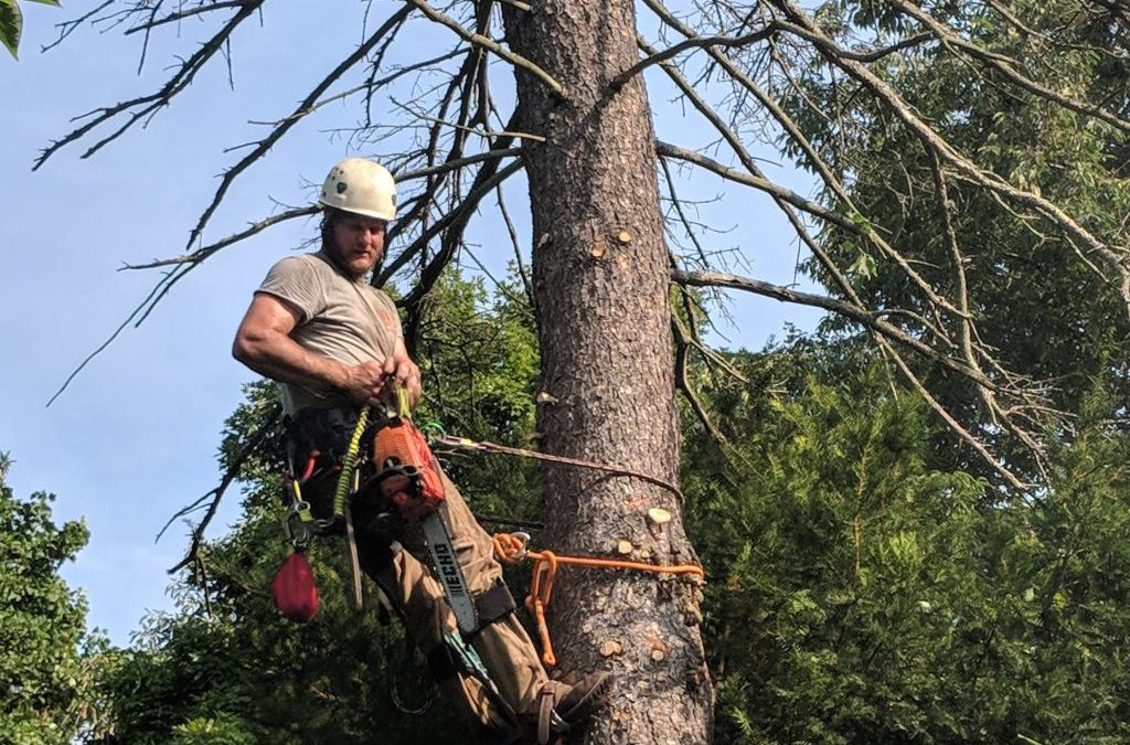 Woodstock GA Tree Service - FREE ESTIMATE! 678-831-9305 Call Us!