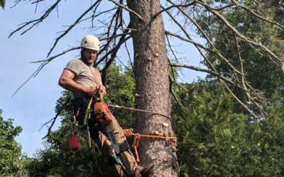 Prospect, CT | Best Tree Removal & Maintenance Service
