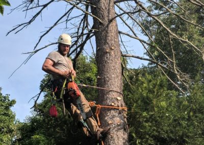Tree Removal Company in Prospect, CT | Riley Tree & Landscaping