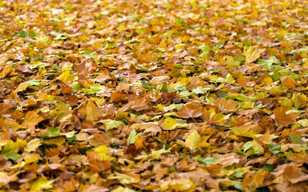 Fall Yard Clean-Up Services, Leaf Raking in Watertown, CT