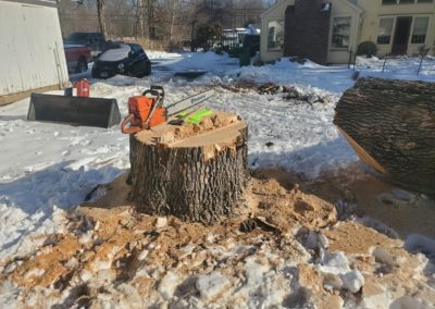 Tree Removal & Stump Grinding Project in Naugatuck, CT