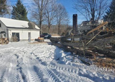 Tree Removal & Stump Grinding Project in Naugatuck, CT