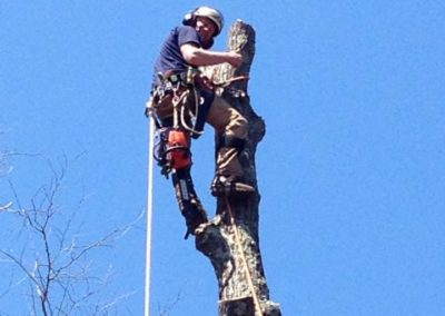 Tree Removal Project in Naugatuck, CT