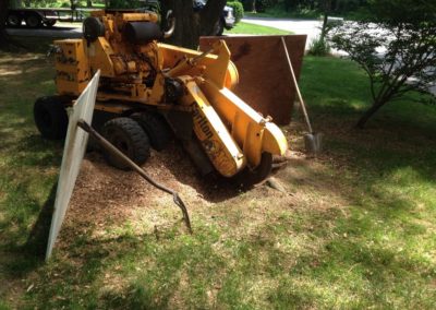 Tree Removal Project in Naugatuck, CT