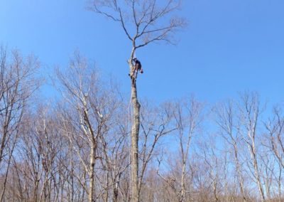 Tree Removal Project in Naugatuck, CT