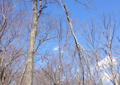 Tree Removal Project in Naugatuck, CT