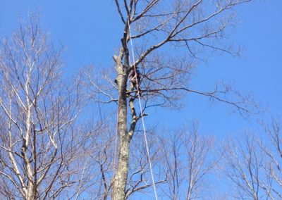 Tree Removal Project in Naugatuck, CT