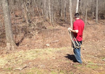 Tree Removal Project in Naugatuck, CT