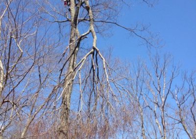 Tree Removal Project in Naugatuck, CT