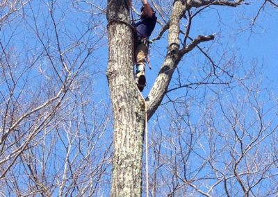 Tree Removal Project in Naugatuck, CT