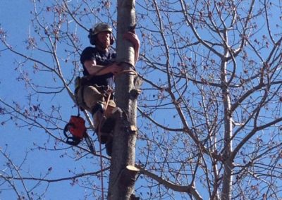 Tree Removal Project in Naugatuck, CT