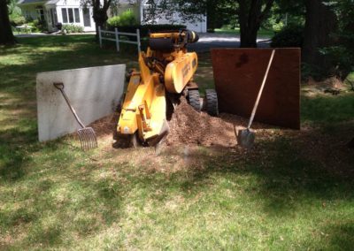 Tree Removal Project in Naugatuck, CT