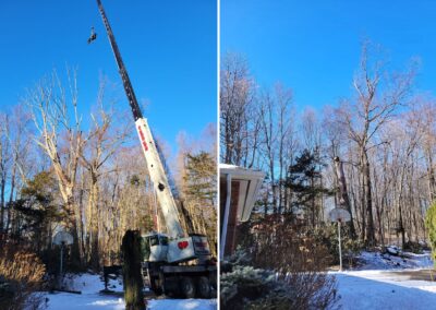 Large Tree Removal Crane Service in Naugatuck, CT by Riley Tree and Landscaping