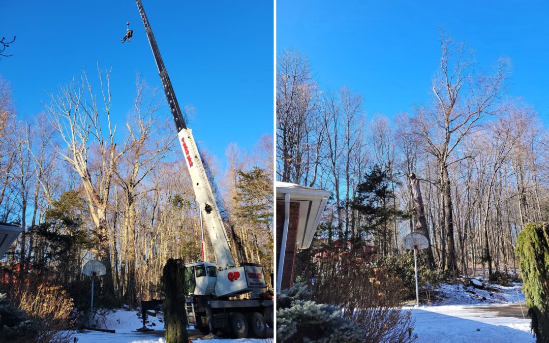Tree Removal, Trimming, & Maintenance Services | Watertown, CT