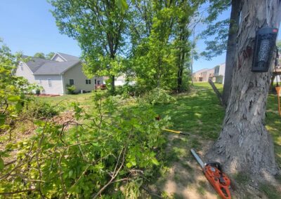 Land Clearing & Brush Removal Services | Naugatuck, CT