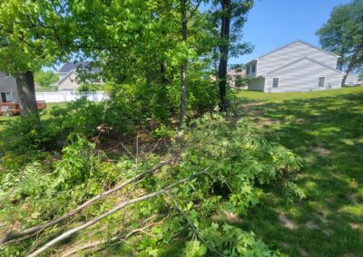 Land Clearing & Brush Removal Services | Naugatuck, CT