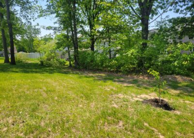 Land Clearing & Brush Removal Services | Naugatuck, CT