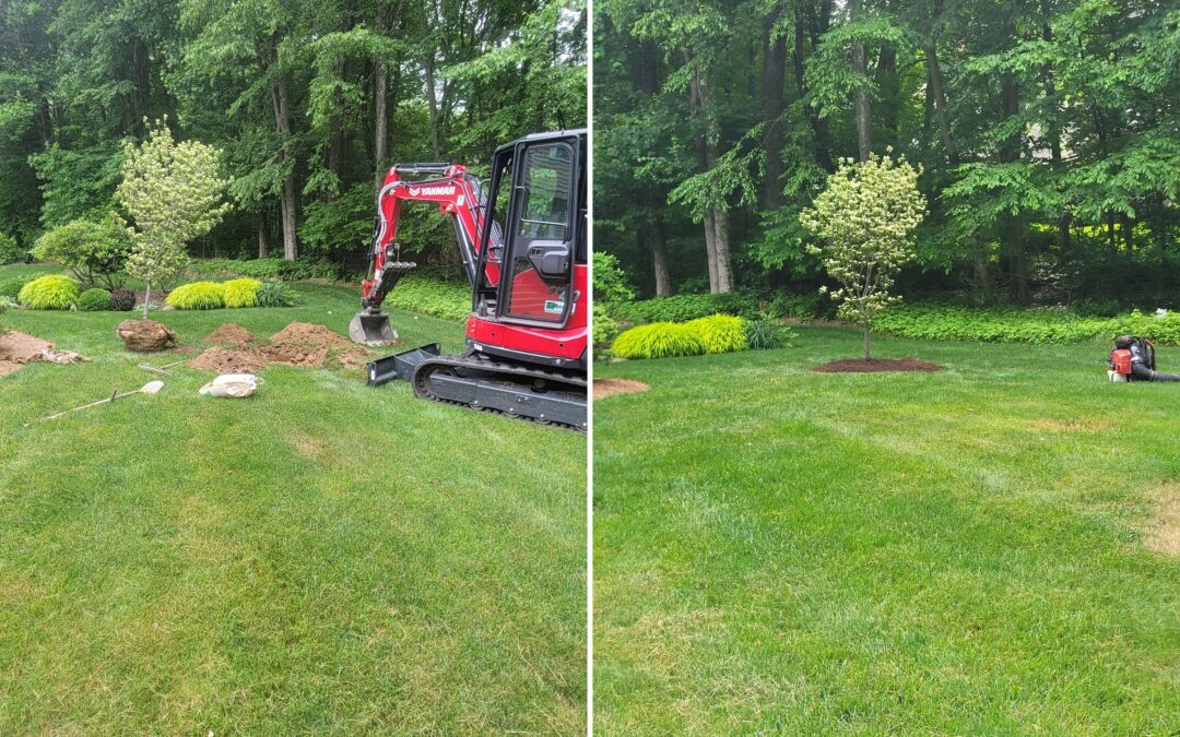 Tree & Shrub Planting | Gardening Services | Naugatuck, CT