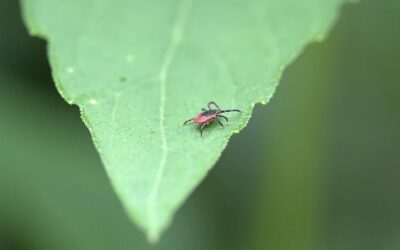 Tick Spraying & Tick Control Services | Terryville, CT