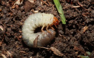 Grub & Insect Control Services | Naugatuck, CT