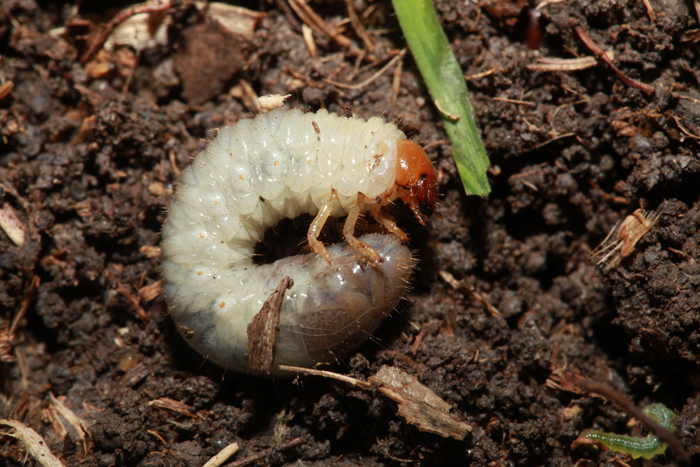 Grub & Insect Control Services | Naugatuck, CT