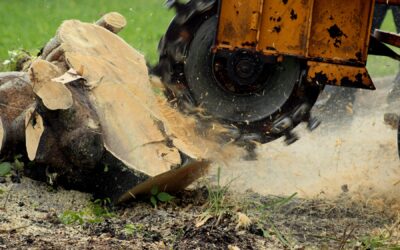 Brush Chipping & Tree Stump Removal Services | Watertown, CT